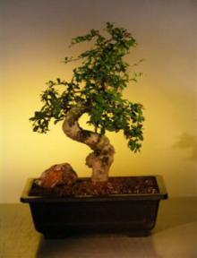 Fukien Tea Bonsai Tree <br><i>(ehretia microphylla)</i>