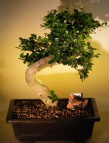 Fukien Tea Bonsai Tree <br><i>(ehretia microphylla)</i>