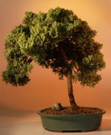 Juniper Bonsai Tree - Upright Windswept - 20