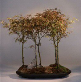 Japanese Maple Bonsai Tree<br><i>(acer palmatum 'Butterfly')</i>