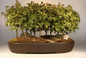 Trident Maple Bonsai Tree<br><i>(acer buergerianum)</i>