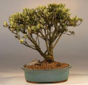 Satsuki Azalea Bonsai Tree<br><i>(Azalea 'Rukizon')</i>