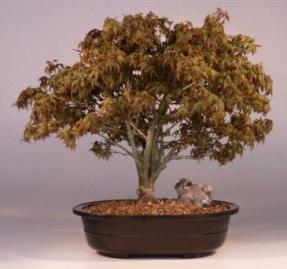 Japanese Maple Bonsai Tree<br><i>(acer palmatum 'kiyo-hime')</i>