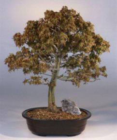 Japanese Maple Bonsai Tree<br><i>(acer palmatum 'kiyo-hime')</i>