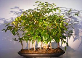 Rock Hornbeam Bonsai Tree<br><i>(carpinus turczaninovii)</i>