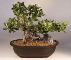 Green Emerald Ficus Bonsai Tree<br><i>(ficus microcarpa)</i>