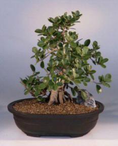 Green Emerald Ficus Bonsai Tree<br><i>(ficus microcarpa)</i>