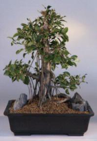 Ficus Retusa Bonsai Tree<bfr><i>('nitida')</i>