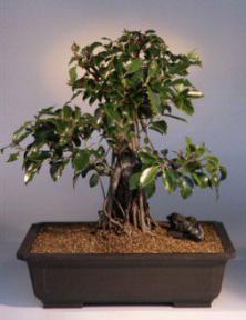 Ficus Retusa Bonsai Tree<br><i>('nitida')</i>