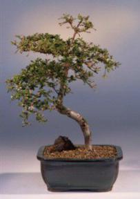 Dwarf Black Olive<br><i>(bucida spinosa)</i>