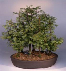 Redwood<br><i>(metasequoia glyptostroboides)</i>