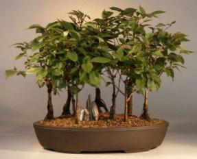 Japanese Flowering Cherry Bonsai Tree<br><i>(prunus serrulata)</i>