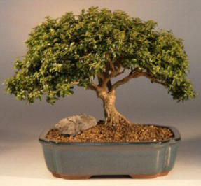 Japanese Kingsville Boxwood Bonsai Tree<br><i>(buxus microphylla 'compacta')</i>