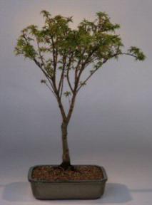 Japanese Maple-Acer Palmatum<br><i>(sharps pygmy)</i>