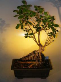 Ficus Bonsai Tree - Root Over Rock<br><i>(ficus natalensis)</i>