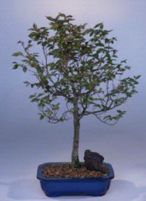 Japanese Zelkova Bonsai Tree<br><i>(zelkova serrata)</i>