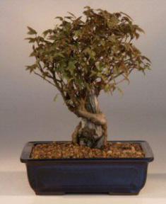 Trident Maple Over Rock Bonsai Tree<br><i>(acer buergerianum)</i>