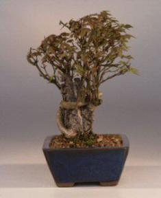 Trident Maple Over Rock Bonsai Tree<br><i>(acer buergerianum)</i>