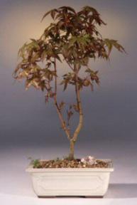 Japanese Red Maple Bonsai Tree<br><i>(acer palmatum 'deshojo')</i>