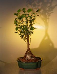 Flowering Crabapple Root  Over Rock<br><i>(malus sargenti)</i>