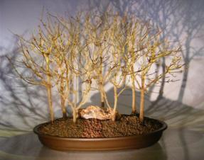 Trident Maple Bonsai Tree<br>Seven Tree Forest Group<br><i>(acer buergerianum)</i>