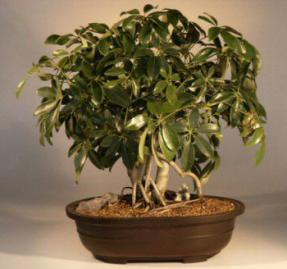 Hawaiian Umbrella Bonsai Tree-Banyan Style<br><i>(arboricola schfflera)</i>