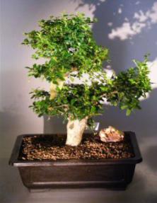 Flowering Fukien Tea  Bonsai Tree <br><i>(ehretia microphylla)</i>