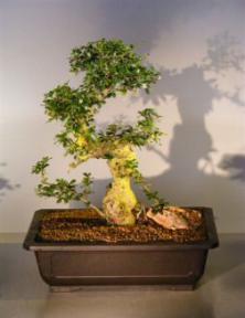 Flowering Fukien Tea  Bonsai Tree <br><i>(ehretia microphylla)</i>