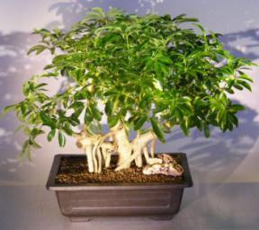 Hawaiian Umbrella Bonsai Tree <br> Banyan Style<br>(<i>arboricola schefflera</i>)