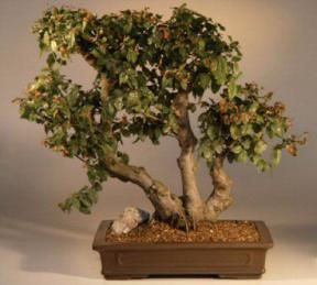 Sweet Plum Bonsai Tree<br><i>(sageretia theezans)</i>