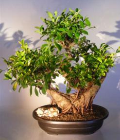 Ficus Retusa Bonsai Tree - Banyan Style with Raised Roots<br><i>(ficus retusa)</i>