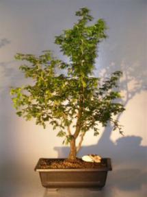 Flowering Texas Ebony Bonsai Tree<br><i>(pithecolobium flexicaule)</i>