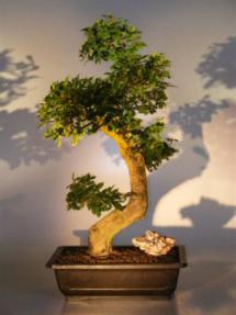 Flowering Fukien Tea  Bonsai Tree <br><i>(ehretia microphylla)</i>