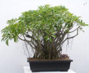 Chinese Elm Bonsai Tree<br><i>(Ulmus Parvifolia)</i>