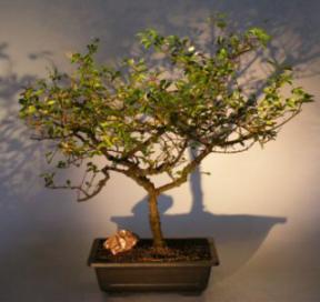 Flowering Fukien Tea Bonsai Tree <br><i>(ehretia microphylla)</i>