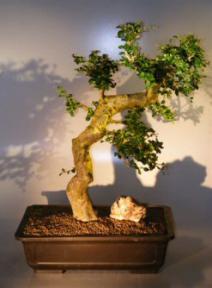 Flowering Fukien Tea Bonsai Tree <br><i>(ehretia microphylla)</i>