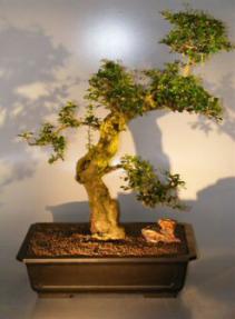 Flowering Fukien Tea Bonsai Tree <br><i>(ehretia microphylla)</i>