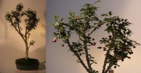 Japanese Hawthorne Bonsai Tree<br><i>(crataegus cuneata)</i>