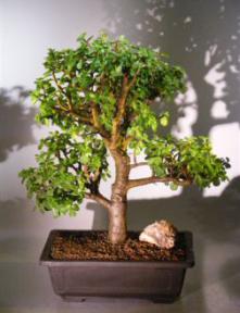 Baby Jade  Bonsai Tree<br><i>(Portulacaria Afra)</i>