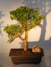 Baby Jade  Bonsai Tree<br><i>(Portulacaria Afra)</i>