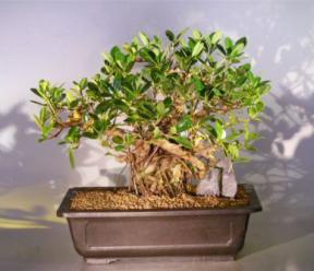 Green Emerald Ficus Bonsai Tree<br><i>(ficus microcarpa)</i>