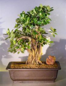 Green Emerald Ficus Bonsai Tree<br><i>(ficus microcarpa)</i>