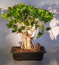 Green Emerald Ficus Bonsai Tree<br><i>(ficus microcarpa)</i>