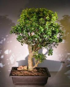 Baby Jade  Bonsai Tree<br><i>(Portulacaria Afra)</i>