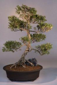 Flowering White Serissa Bonsai Tree -Bonsai Tree of a Thousand Stars<br><i>(serissa japonica)</i>