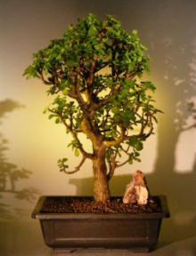 Baby Jade  Bonsai Tree<br><i>(Portulacaria Afra)</i>