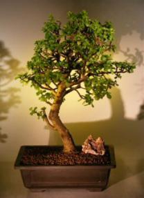 Baby Jade  Bonsai Tree<br><i>(Portulacaria Afra)</i>