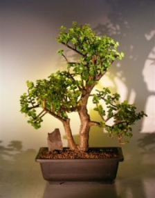 Baby Jade  Bonsai Tree<br><i>(Portulacaria Afra)</i>