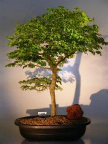 Flowering Brazilian Raintree Bonsai Tree <br><i>(pithecellobium tortum)</i>