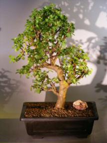 Baby Jade  Bonsai Tree<br><i>(Portulacaria Afra)</i>